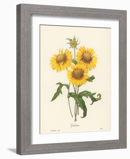 Galardia-null-Framed Giclee Print