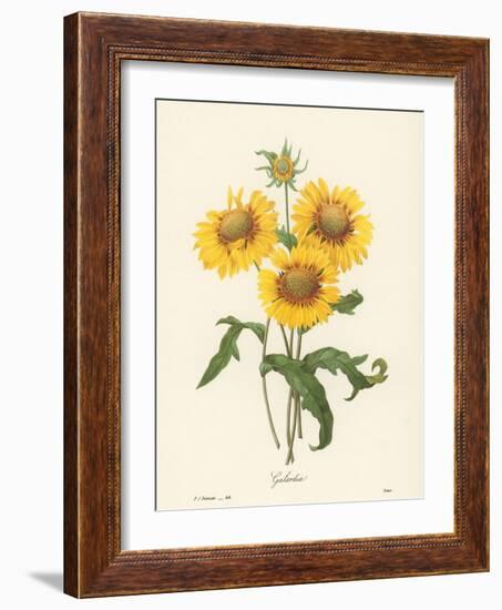 Galardia-null-Framed Giclee Print