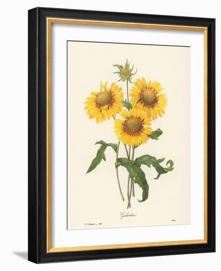 Galardia-null-Framed Giclee Print