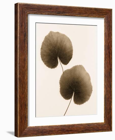 Galax Leaf-Julie Greenwood-Framed Art Print