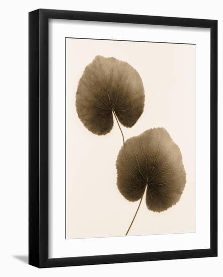 Galax Leaf-Julie Greenwood-Framed Art Print