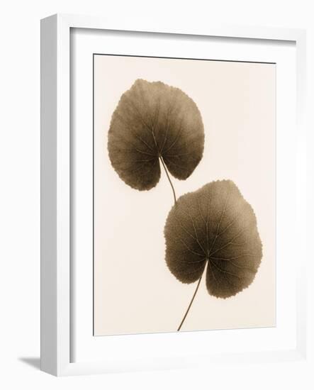 Galax Leaf-Julie Greenwood-Framed Art Print