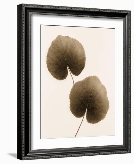 Galax Leaf-Julie Greenwood-Framed Art Print