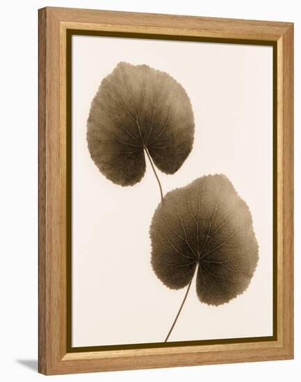 Galax Leaf-Julie Greenwood-Framed Stretched Canvas