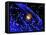 Galaxy Formation, Computer Artwork-Mehau Kulyk-Framed Premier Image Canvas