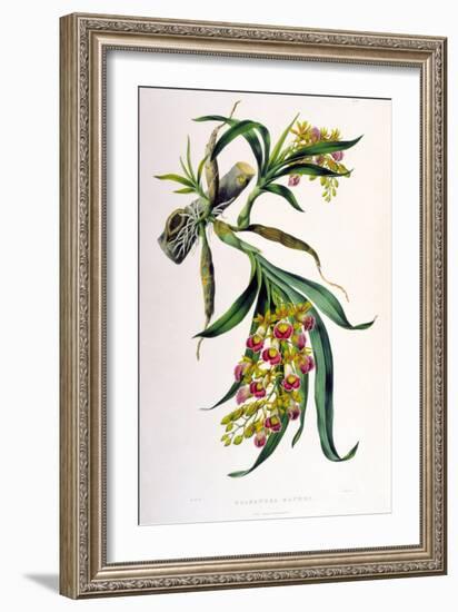 Galeandra Baueri-Porter Design-Framed Giclee Print