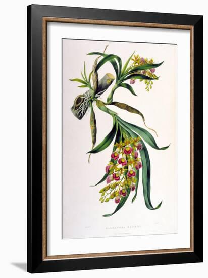 Galeandra Baueri-Porter Design-Framed Giclee Print