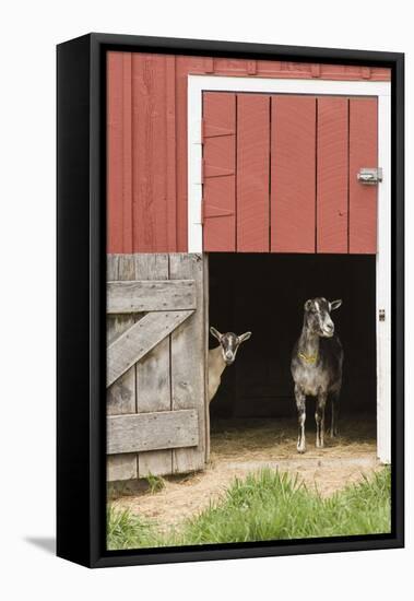 Galena, Illinois, USA. Two dairy goats standing in a barn entrance.-Janet Horton-Framed Premier Image Canvas