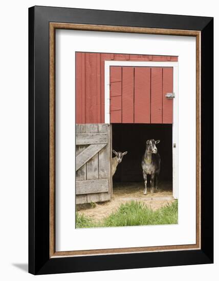 Galena, Illinois, USA. Two dairy goats standing in a barn entrance.-Janet Horton-Framed Photographic Print