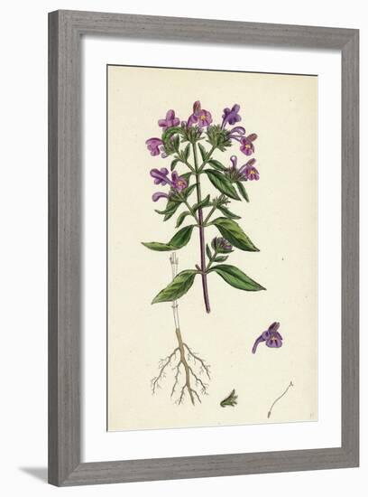 Galeopsis Angustifolia Narrow-Leaved Hemp-Nettle-null-Framed Giclee Print