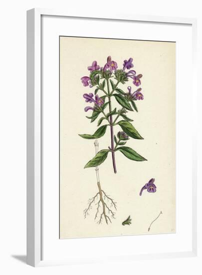 Galeopsis Angustifolia Narrow-Leaved Hemp-Nettle-null-Framed Giclee Print