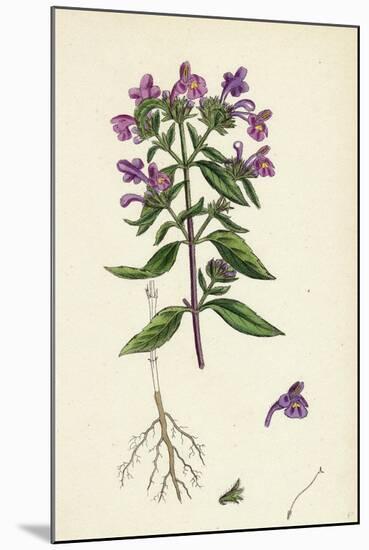 Galeopsis Angustifolia Narrow-Leaved Hemp-Nettle-null-Mounted Giclee Print