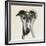 Galgo Espanol-Sally Muir-Framed Giclee Print