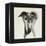 Galgo Espanol-Sally Muir-Framed Premier Image Canvas