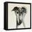 Galgo Espanol-Sally Muir-Framed Premier Image Canvas