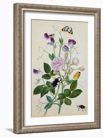 Galica Rose and Perennial Sweet Pea, Weevil, a Beetle and Butterflies-Thomas Waterman Wood-Framed Giclee Print