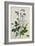 Galica Rose and Perennial Sweet Pea, Weevil, a Beetle and Butterflies-Thomas Waterman Wood-Framed Giclee Print