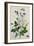 Galica Rose and Perennial Sweet Pea, Weevil, a Beetle and Butterflies-Thomas Waterman Wood-Framed Giclee Print