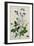 Galica Rose and Perennial Sweet Pea, Weevil, a Beetle and Butterflies-Thomas Waterman Wood-Framed Giclee Print