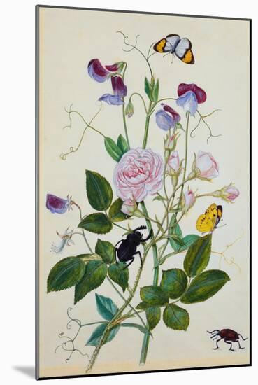 Galica Rose and Perennial Sweet Pea, Weevil, a Beetle and Butterflies-Thomas Waterman Wood-Mounted Giclee Print
