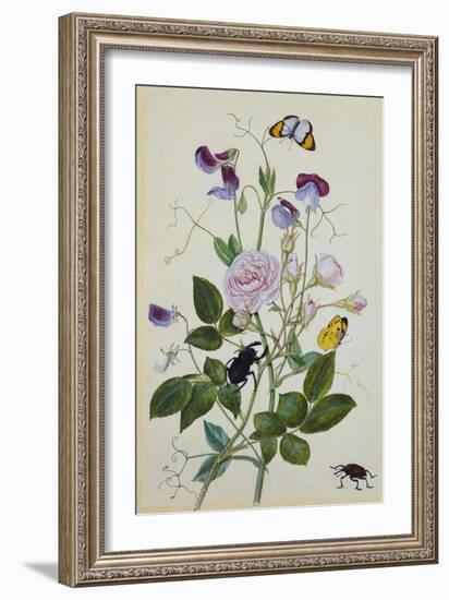 Galica Rose and Perennial Sweet Pea, Weevil, a Beetle and Butterflies-Thomas Robins Jr-Framed Giclee Print