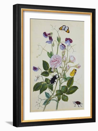 Galica Rose and Perennial Sweet Pea, Weevil, a Beetle and Butterflies-Thomas Robins Jr-Framed Giclee Print