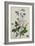 Galica Rose and Perennial Sweet Pea, Weevil, a Beetle and Butterflies-Thomas Robins Jr-Framed Giclee Print