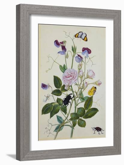 Galica Rose and Perennial Sweet Pea, Weevil, a Beetle and Butterflies-Thomas Robins Jr-Framed Giclee Print