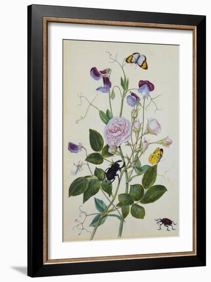 Galica Rose and Perennial Sweet Pea, Weevil, a Beetle and Butterflies-Thomas Robins Jr-Framed Giclee Print