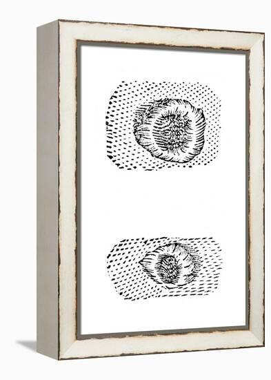 Galileo's Drawing of Lunar Craters, 1611-Galileo Galilei-Framed Premier Image Canvas