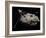 Galileo Spacecraft Discovering Asteroid 243 Ida and its Moon, Dactyl-null-Framed Art Print