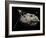 Galileo Spacecraft Discovering Asteroid 243 Ida and its Moon, Dactyl-null-Framed Art Print