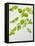 Galinsoga Ciliata, Leaves, Green-Axel Killian-Framed Premier Image Canvas