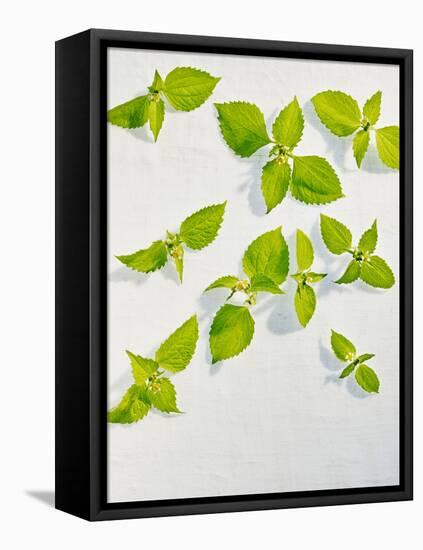 Galinsoga Ciliata, Leaves, Green-Axel Killian-Framed Premier Image Canvas