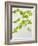 Galinsoga Ciliata, Leaves, Green-Axel Killian-Framed Photographic Print