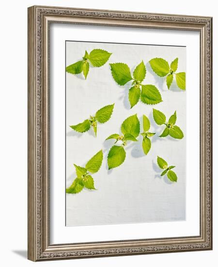 Galinsoga Ciliata, Leaves, Green-Axel Killian-Framed Photographic Print