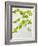 Galinsoga Ciliata, Leaves, Green-Axel Killian-Framed Photographic Print