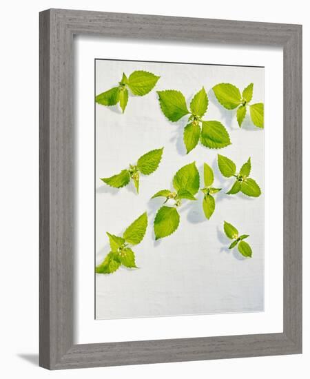 Galinsoga Ciliata, Leaves, Green-Axel Killian-Framed Photographic Print