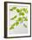 Galinsoga Ciliata, Leaves, Green-Axel Killian-Framed Photographic Print