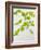 Galinsoga Ciliata, Leaves, Green-Axel Killian-Framed Photographic Print