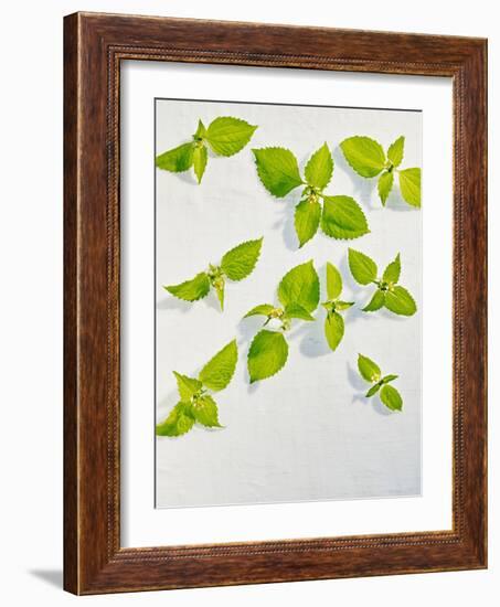 Galinsoga Ciliata, Leaves, Green-Axel Killian-Framed Photographic Print