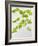 Galinsoga Ciliata, Leaves, Green-Axel Killian-Framed Photographic Print