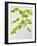 Galinsoga Ciliata, Leaves, Green-Axel Killian-Framed Photographic Print