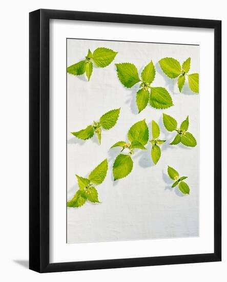 Galinsoga Ciliata, Leaves, Green-Axel Killian-Framed Photographic Print