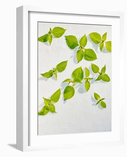 Galinsoga Ciliata, Leaves, Green-Axel Killian-Framed Photographic Print