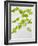 Galinsoga Ciliata, Leaves, Green-Axel Killian-Framed Photographic Print