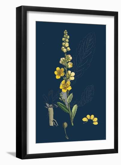 Galinsoga Parviflora; Small-Flowered Galinsoga-null-Framed Giclee Print
