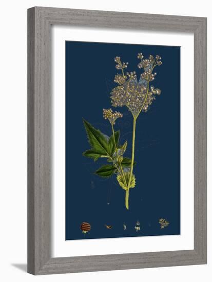 Galium Elatum; Common Great Bedstraw-null-Framed Giclee Print