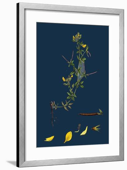 Galium Palustre, Var. Witheringii; Marsh Bedstraw, Var. Y-null-Framed Giclee Print