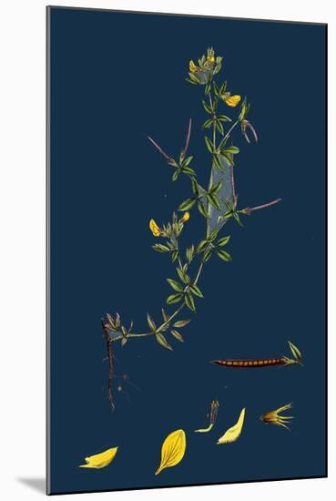 Galium Palustre, Var. Witheringii; Marsh Bedstraw, Var. Y-null-Mounted Giclee Print